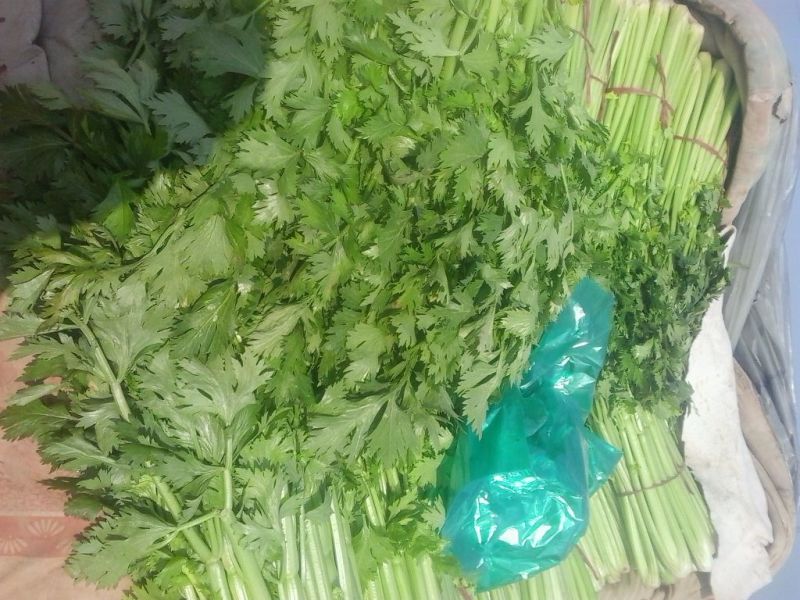 芹菜（匀称、六七十公分）适合各大市场销售