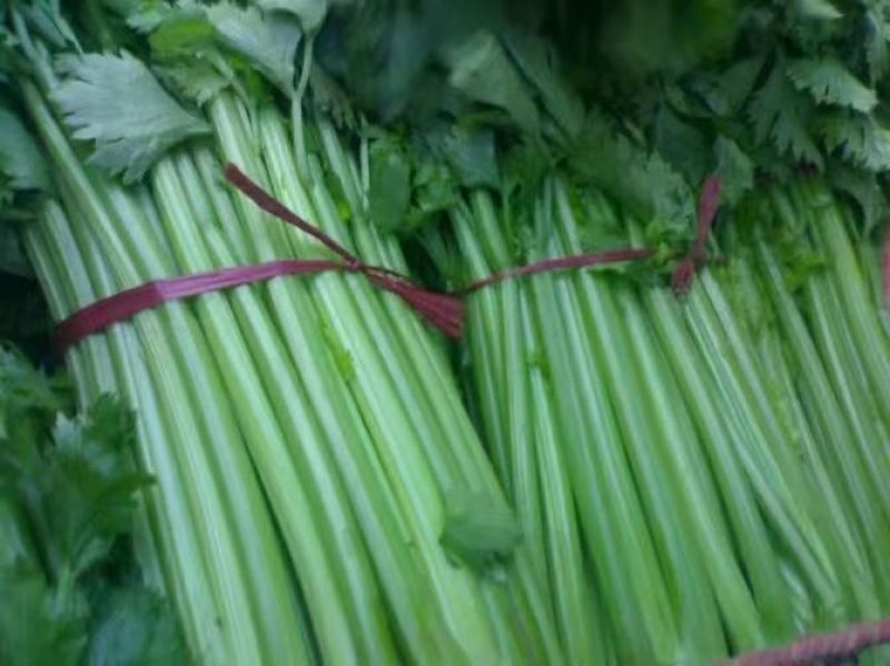 芹菜（匀称、六七十公分）适合各大市场销售