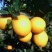 赣南脐橙75~80mm