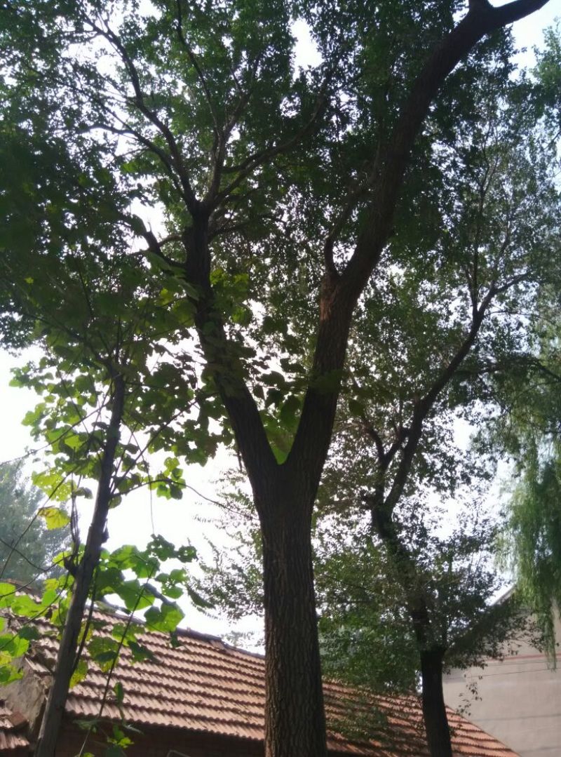 造型树