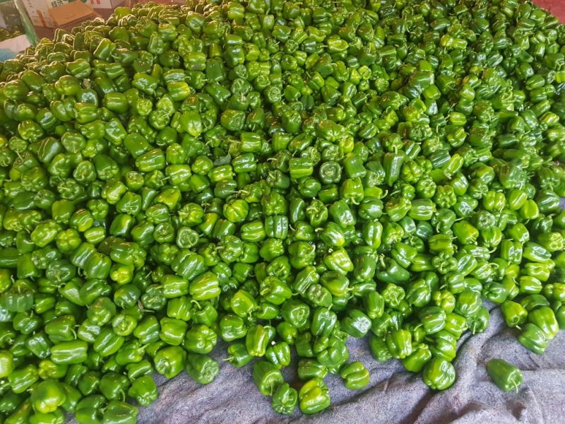 现圆椒大量上市处理量大价优0.5元适合果蔬烘干
