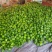 现圆椒大量上市处理量大价优0.5元适合果蔬烘干