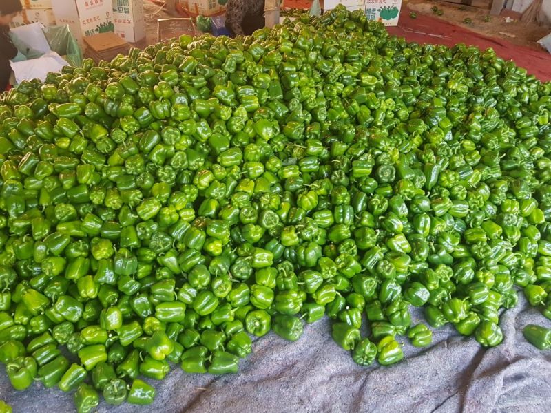 现圆椒大量上市处理量大价优0.5元适合果蔬烘干