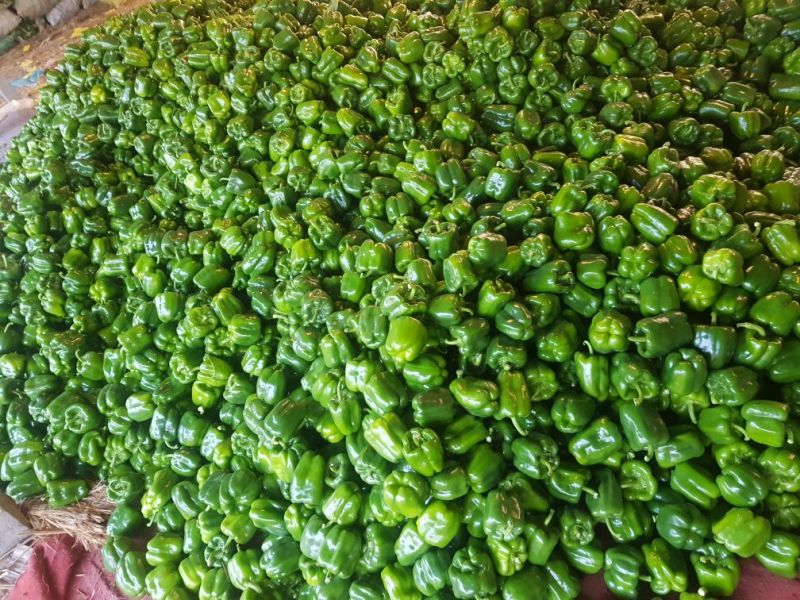 现圆椒大量上市处理量大价优0.5元适合果蔬烘干
