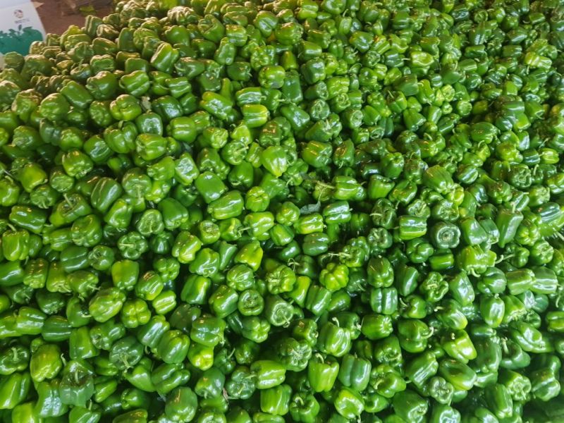 现圆椒大量上市处理量大价优0.5元适合果蔬烘干