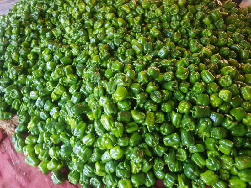 现圆椒大量上市处理量大价优0.5元适合果蔬烘干