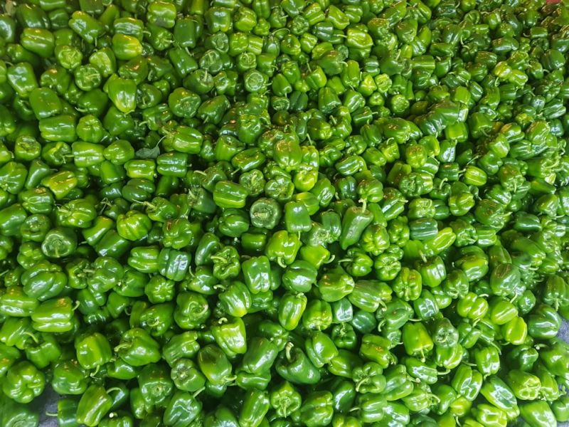 现圆椒大量上市处理量大价优0.5元适合果蔬烘干