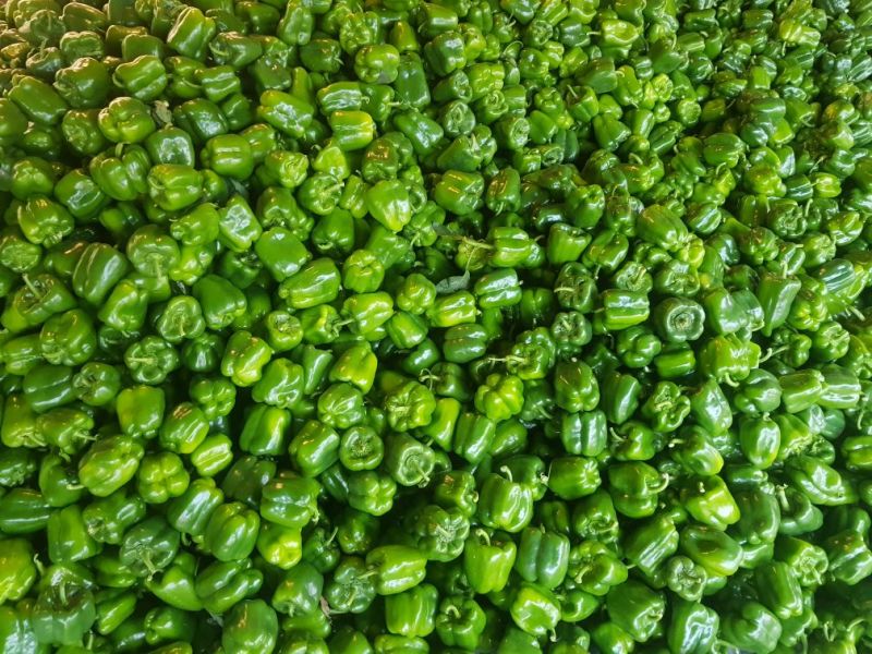 现圆椒大量上市处理量大价优0.5元适合果蔬烘干