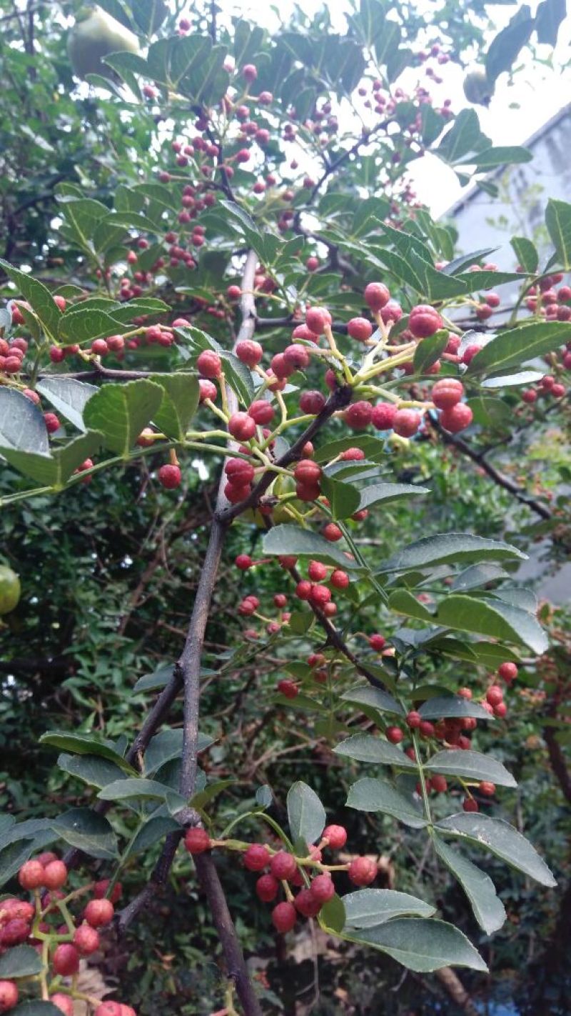 花椒苗狮子头花椒苗