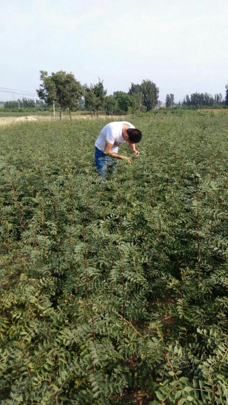 花椒苗狮子头花椒苗