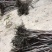 芒果苗1m以下
