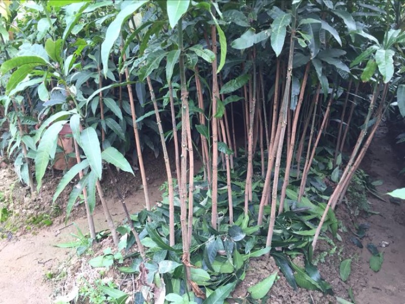 芒果苗1m以下