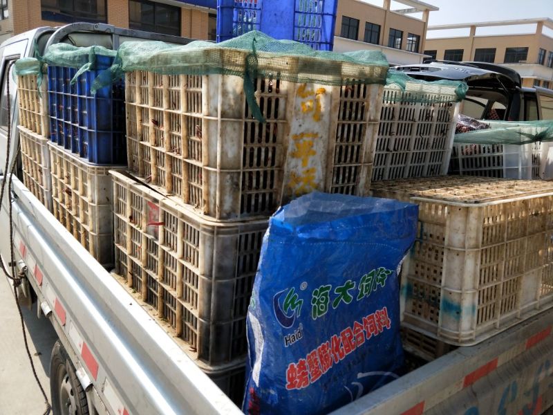 （优质）小龙虾湖北小龙虾456克氏原螯虾供应一级市场
