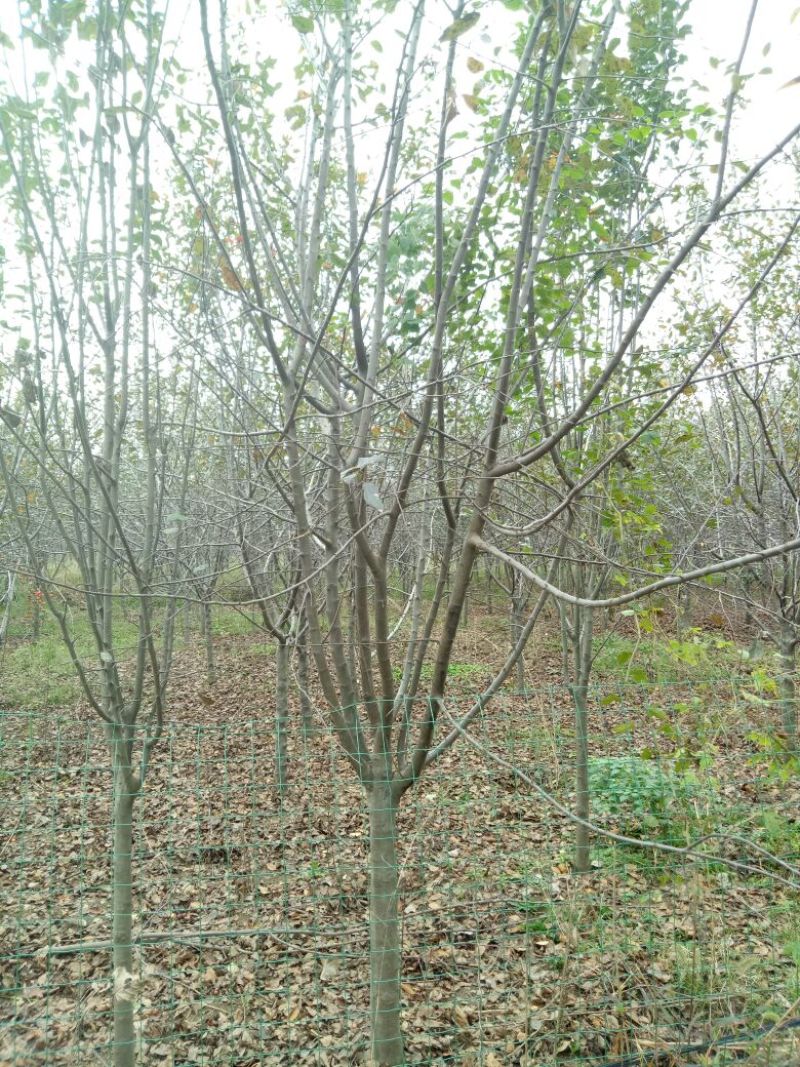 西府海棠6~8cm4~6cm4~6cm