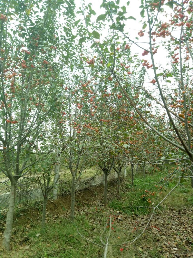 西府海棠6~8cm4~6cm4~6cm