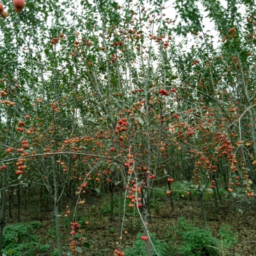 西府海棠6~8cm4~6cm4~6cm