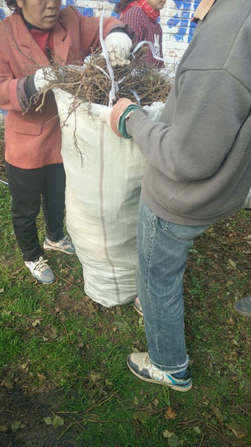 户太八号葡萄苗1年30~50cm