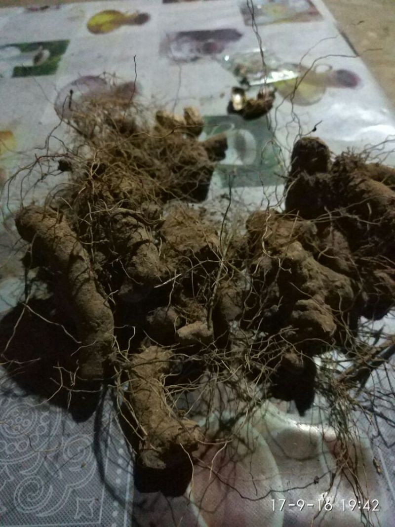 黄姜