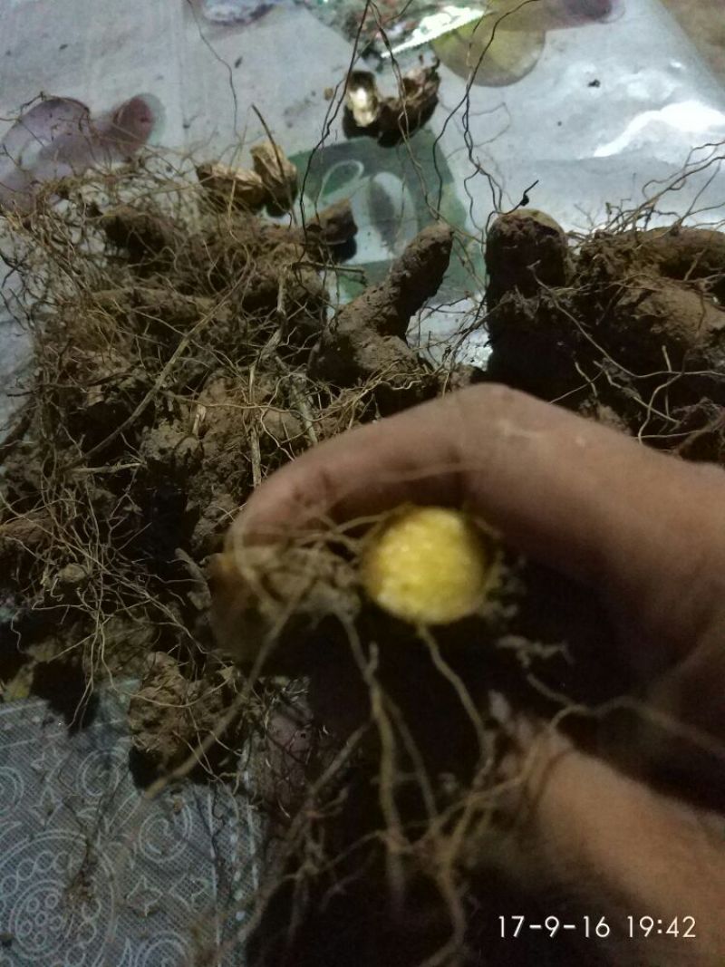 黄姜