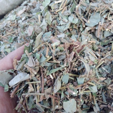 金钱草