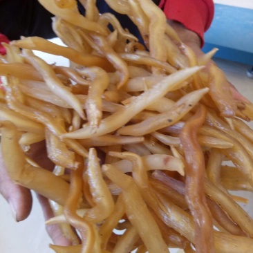 天门冬