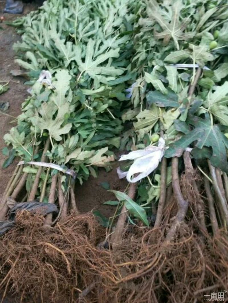 波姬红无花果苗30~50cm