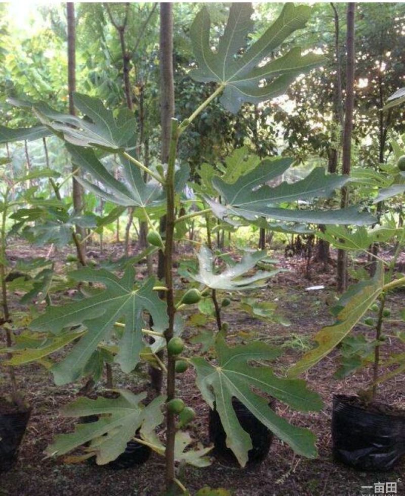 波姬红无花果苗30~50cm