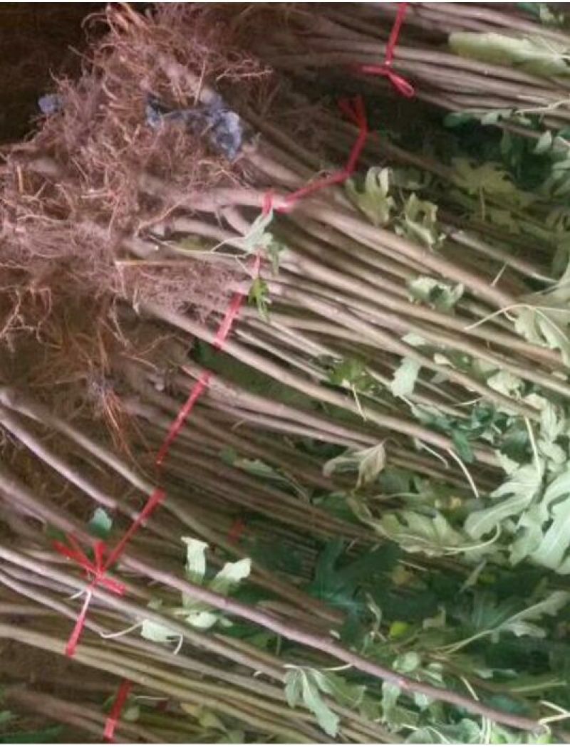 波姬红无花果苗30~50cm
