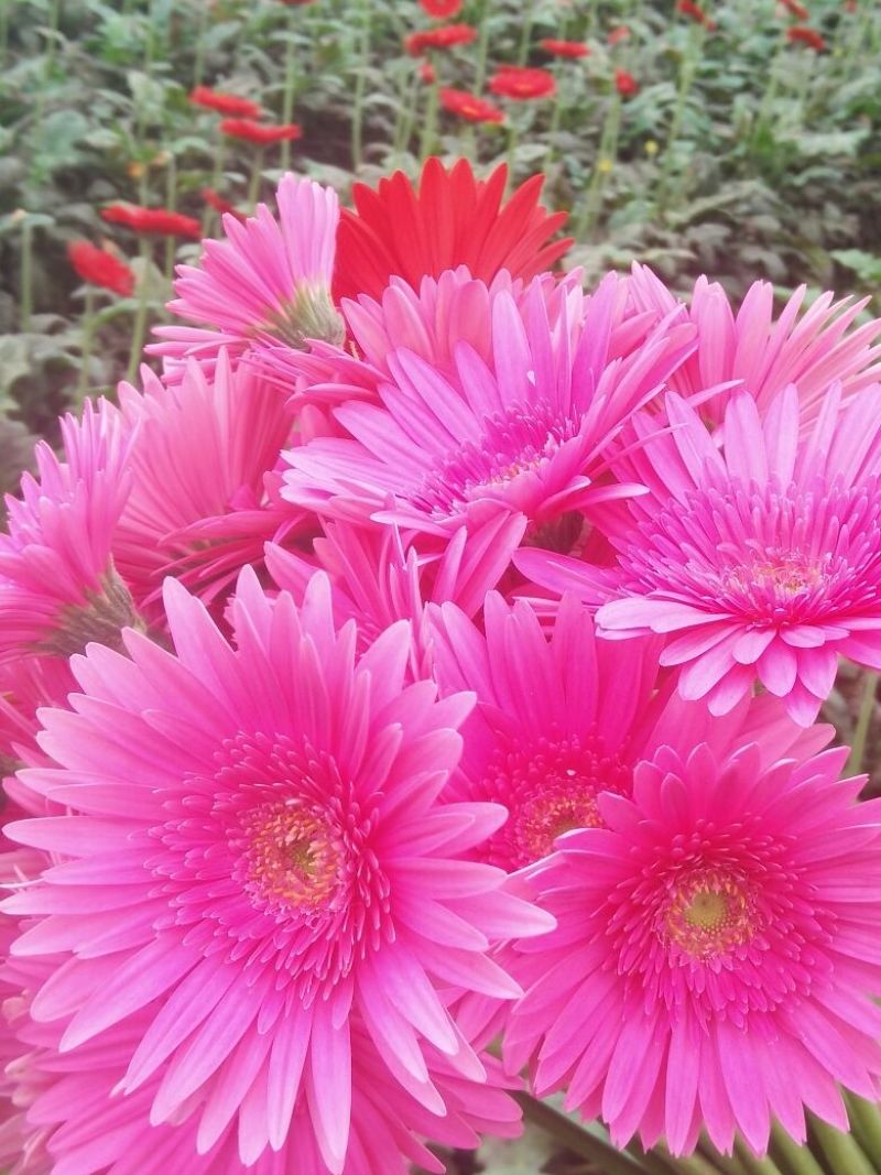 扶郎花