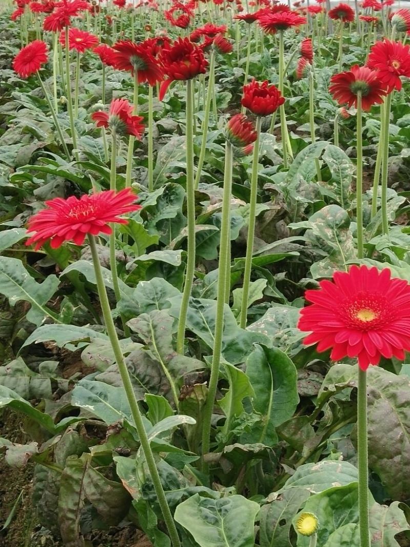 扶郎花