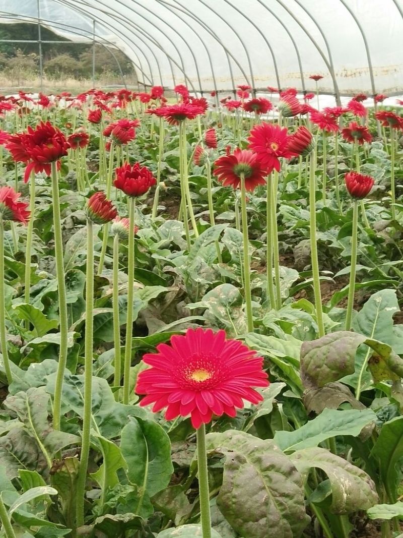 扶郎花