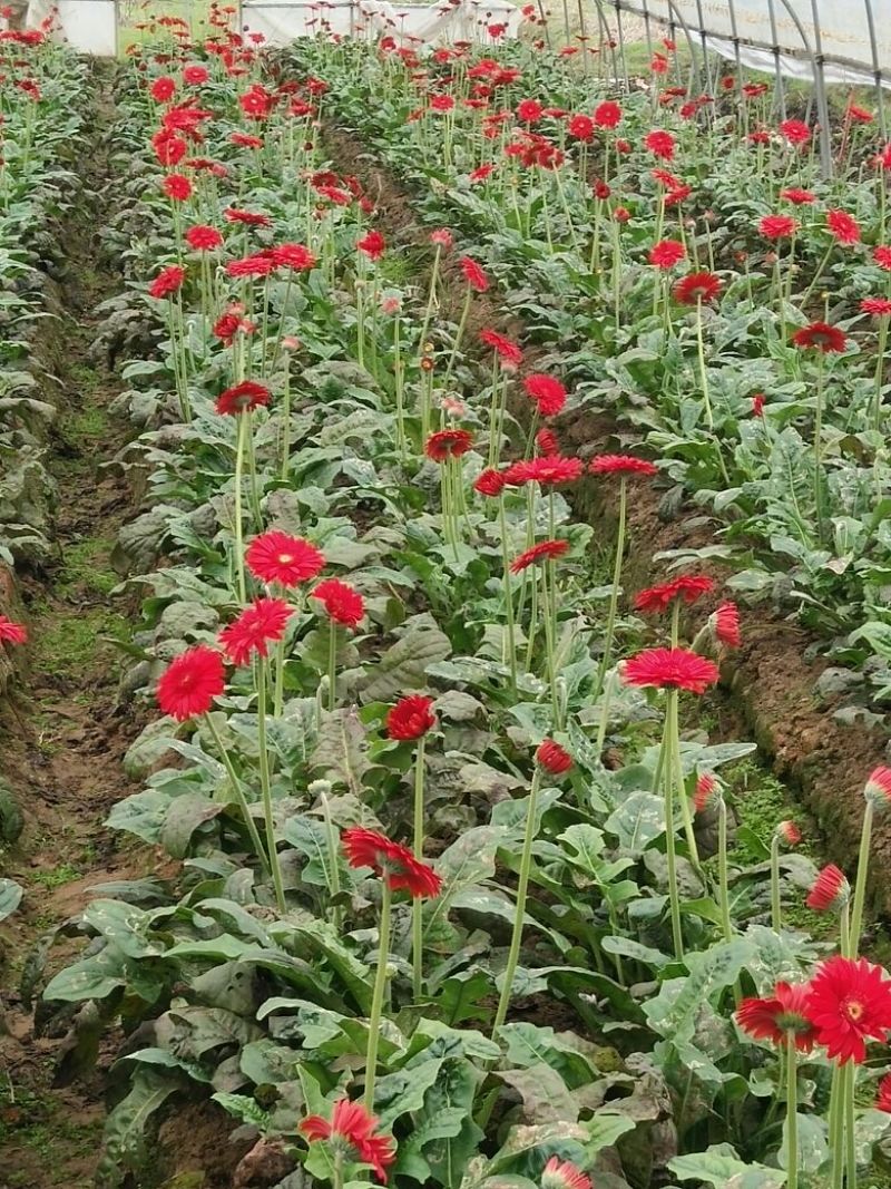 扶郎花