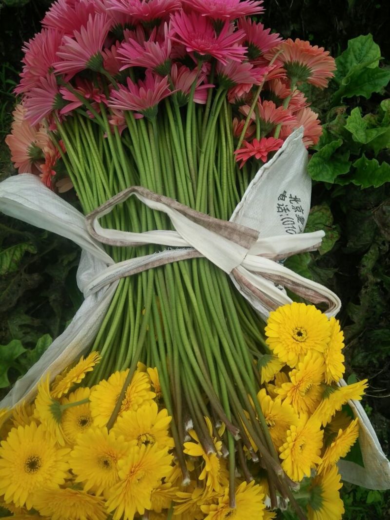 扶郎花