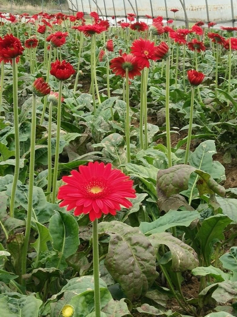 扶郎花