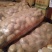荷兰精品十五土豆2~4两货量多欢迎致电订购