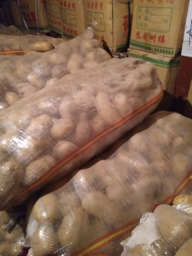荷兰精品十五土豆2~4两货量多欢迎致电订购