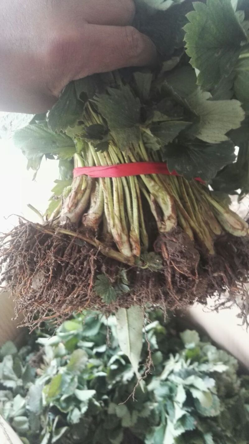 甜查理草莓苗10~20cm