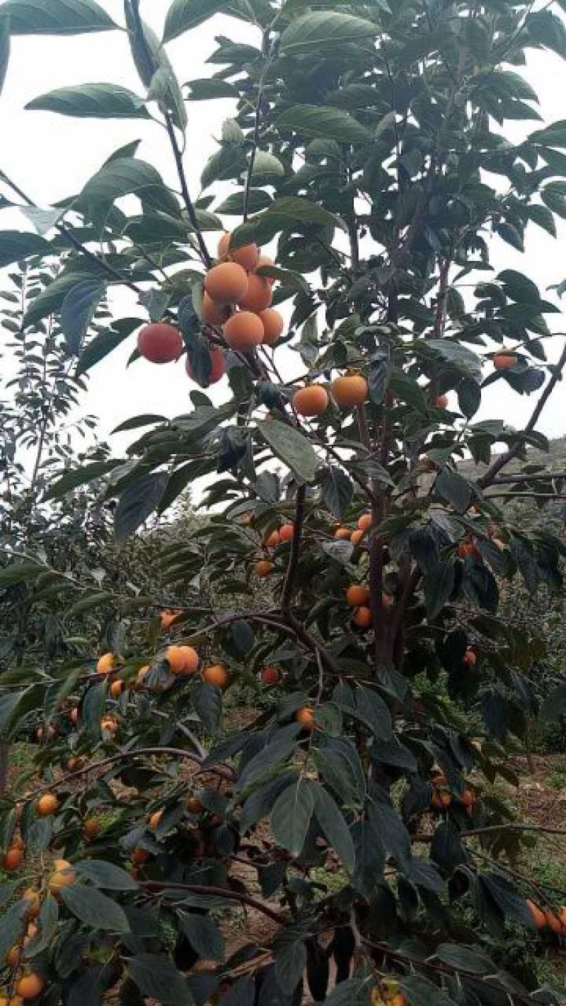 小火罐柿子