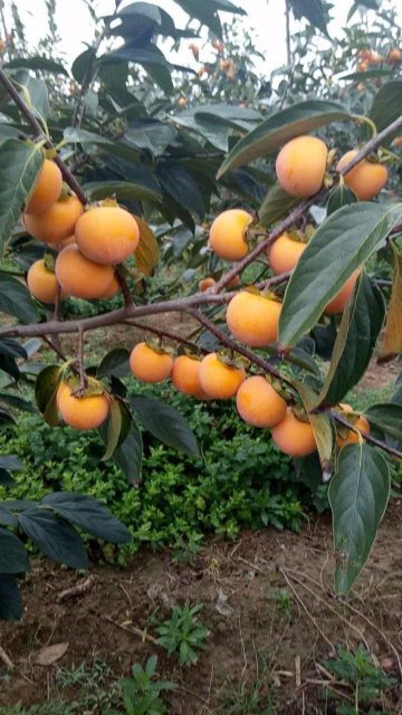 小火罐柿子