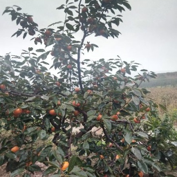 小火罐柿子