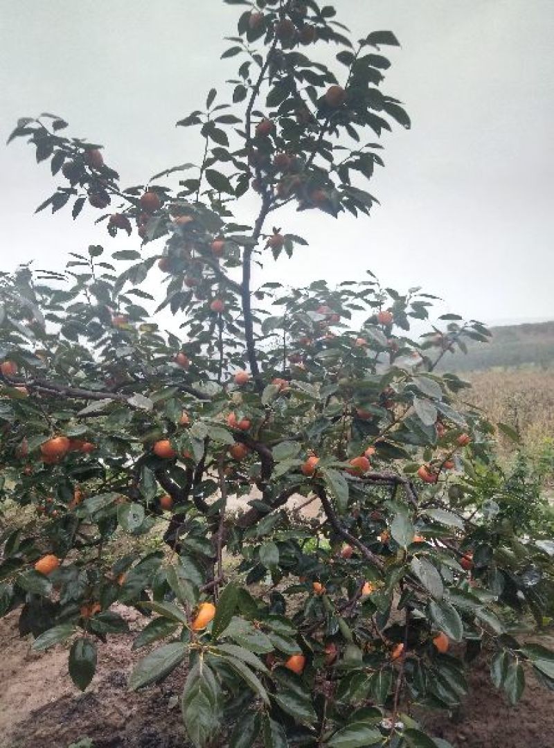 小火罐柿子
