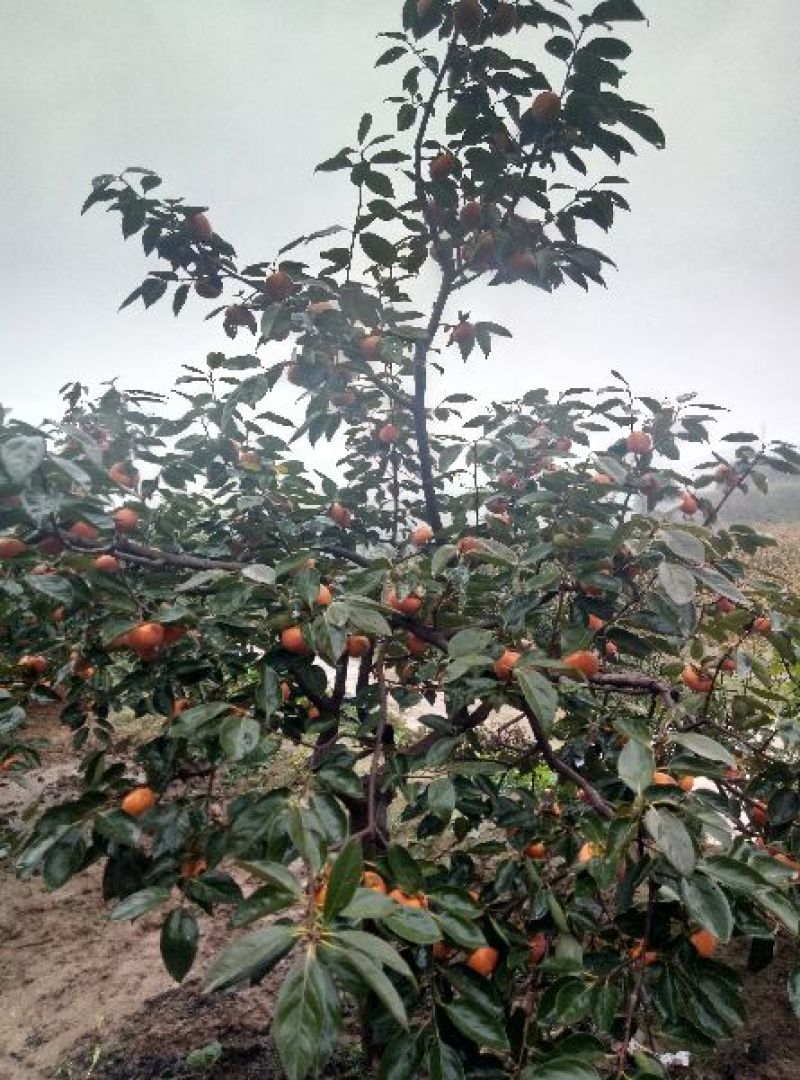 小火罐柿子