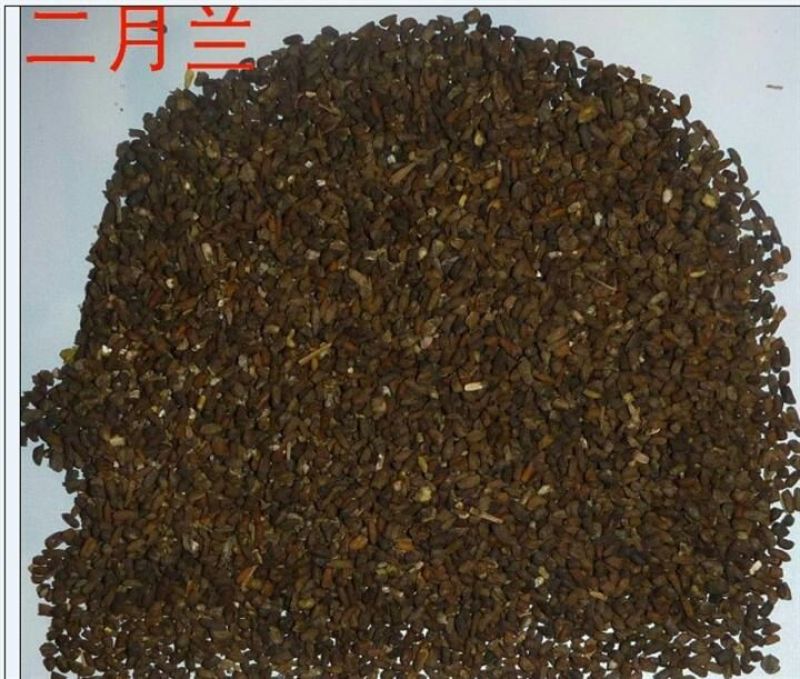 二月兰种子97%
