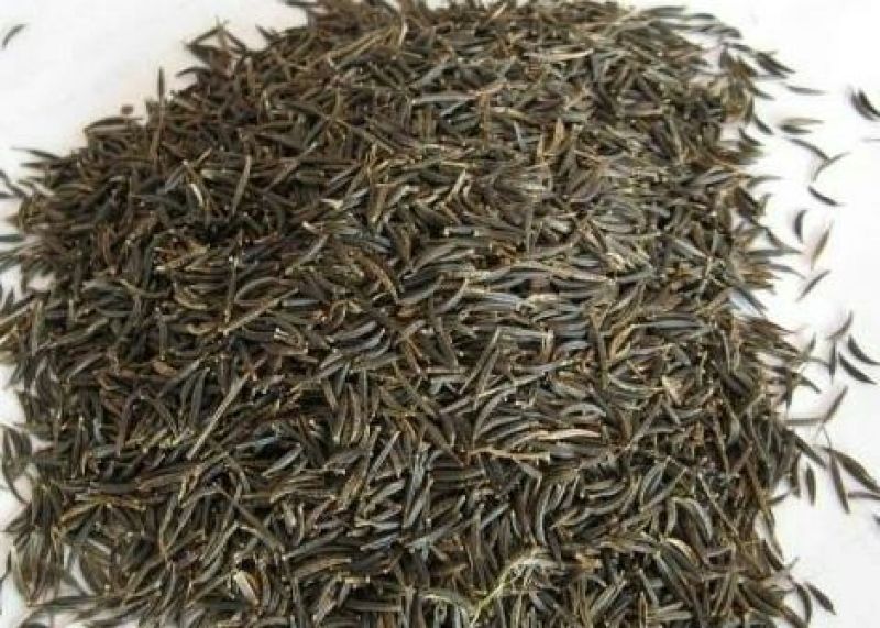 波斯菊种子97%以上