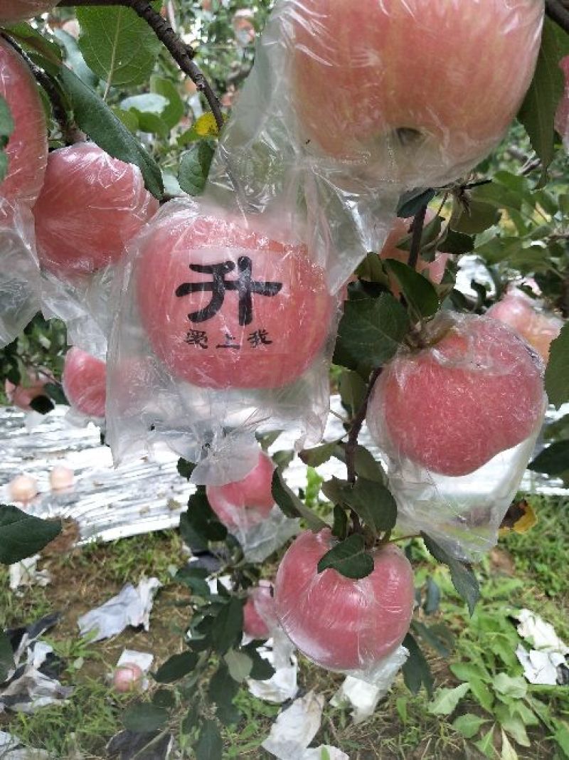 红富士苹果75mm以上纸+膜袋