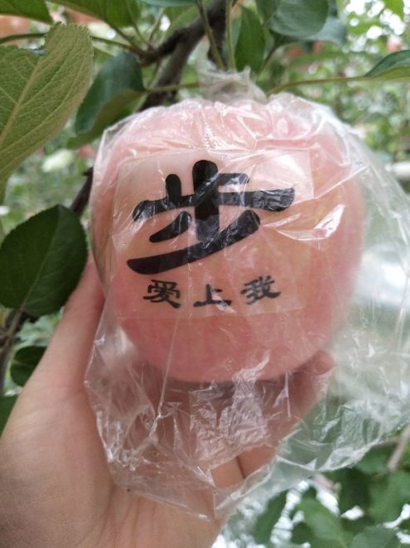 红富士苹果75mm以上纸+膜袋