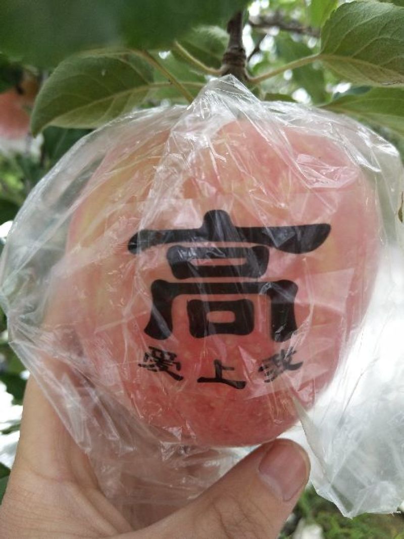 红富士苹果75mm以上纸+膜袋