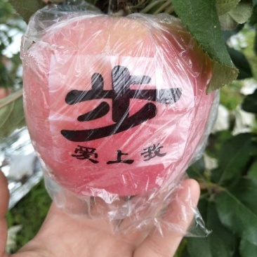 红富士苹果75mm以上纸+膜袋