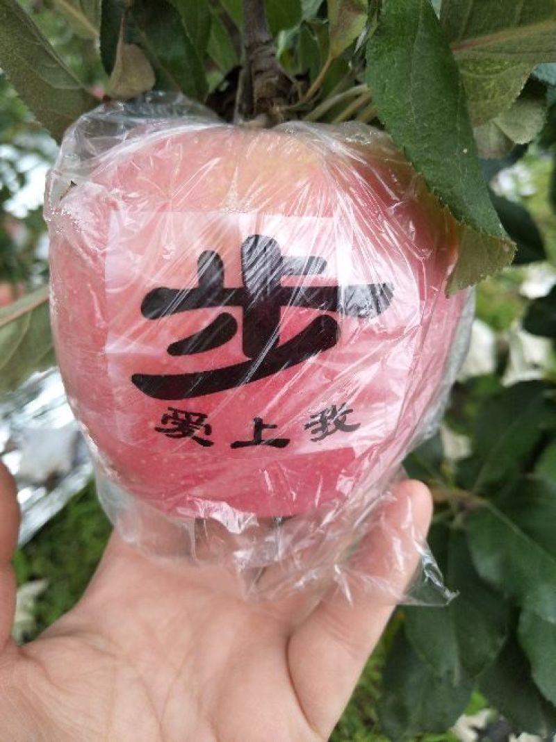 红富士苹果75mm以上纸+膜袋