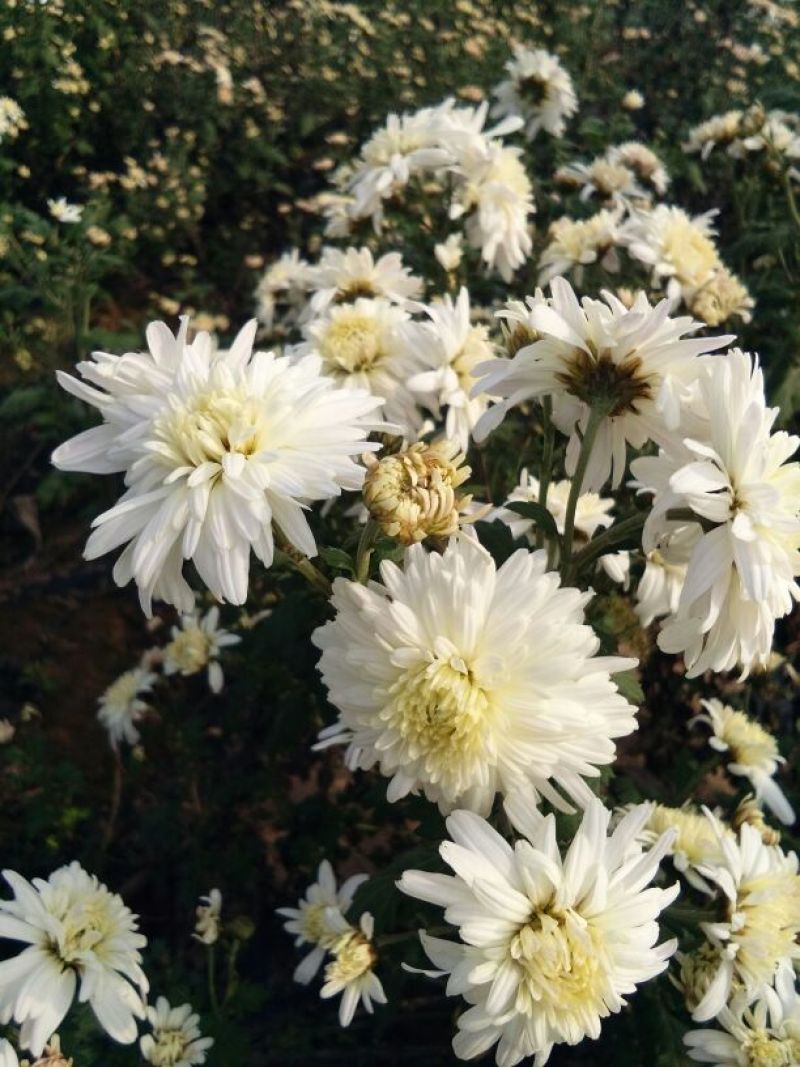 药用菊花散装